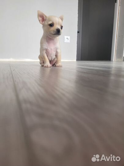 Собаки чихуахуа щенок мини