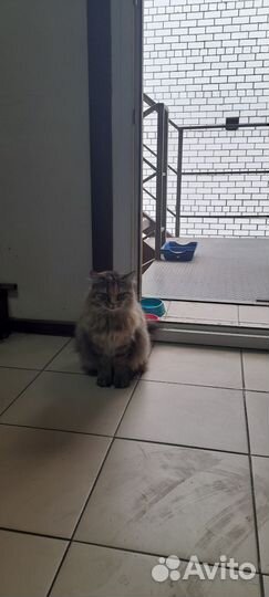 Кошки в добрые руки