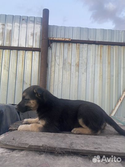 Щенки в добрые руки