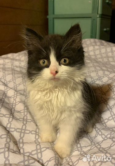 Котёнок Бася