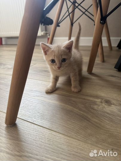 Котенок 2 месяца