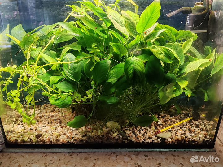 Аквариумные растения