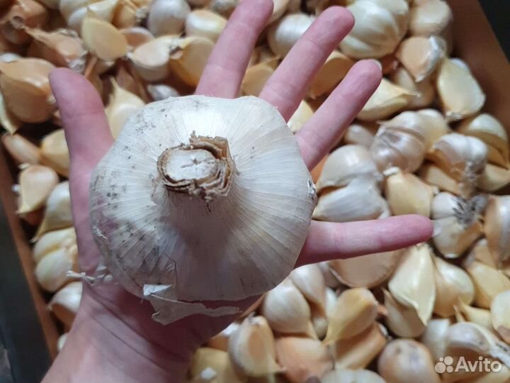 Чеснок Гигантский и Семейный