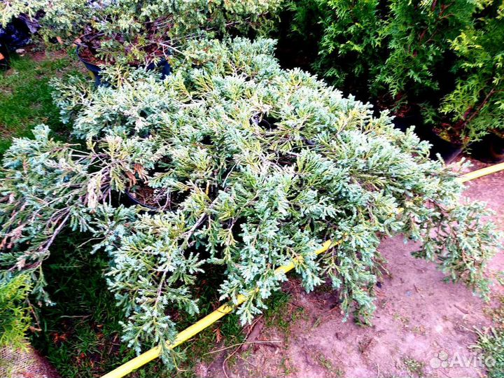 Можжевельник