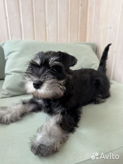 Цвергшнауцер