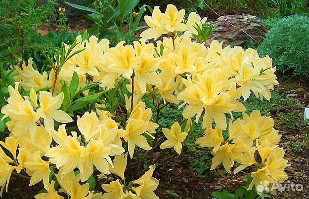 Японский рододендрон