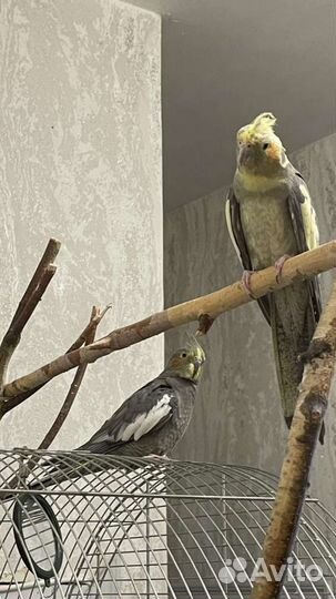 Ручные Попугаи корелла самки и самцы с клеткой