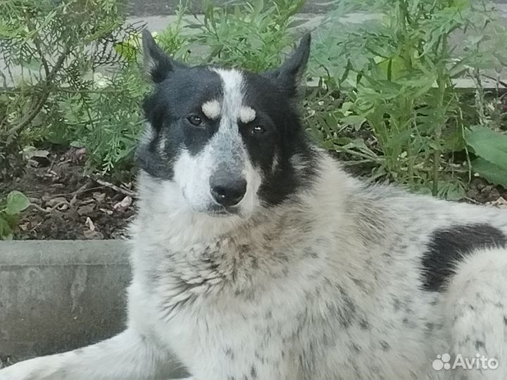 Собака в добрые руки