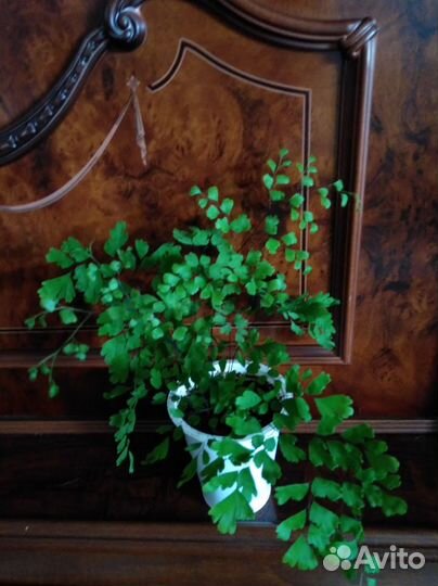 Адиантум (Венерин волос)