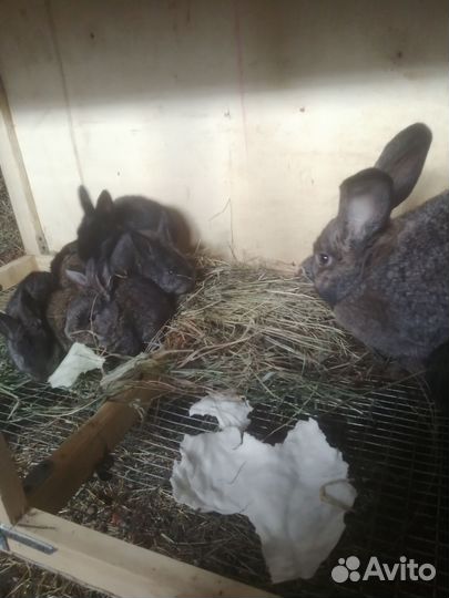 Кролик и на мясо и на развод мясные породы