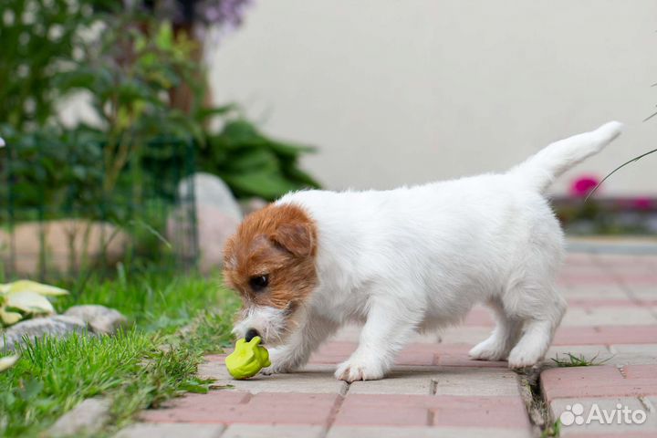 Щенки джек Рассел терьер жесткошерстный