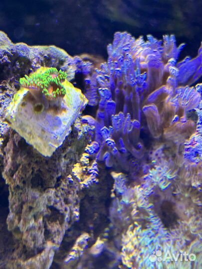 Кораллы в морской аквариум