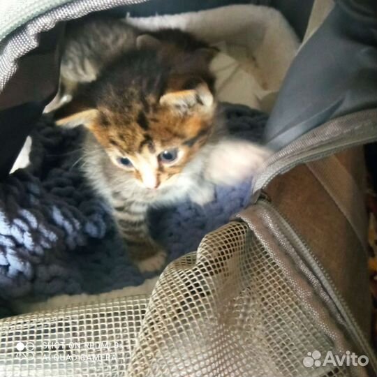 Кошка в дар бесплатно