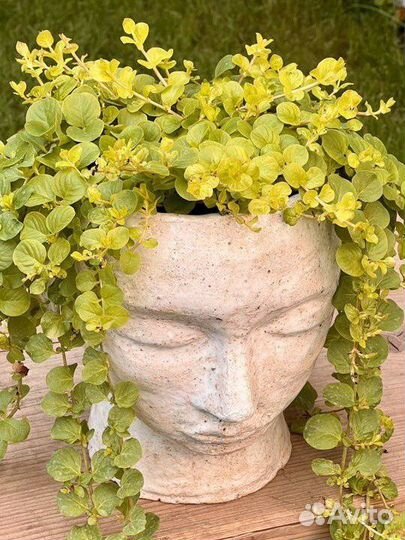 Вербейник монетчатый лизимахия