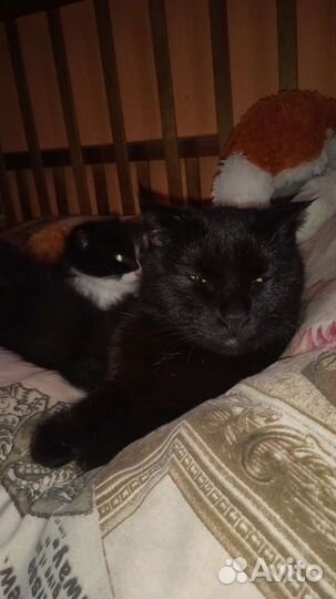 Котята в добрые руки бесплатно