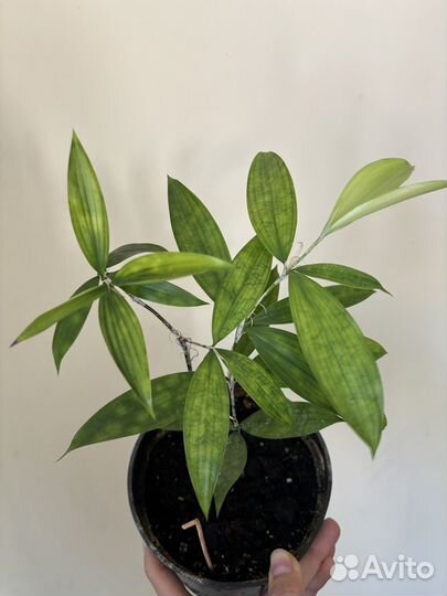 Драцена циркулеза