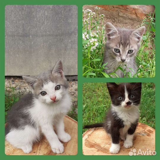 Отдам котят в добрые руки