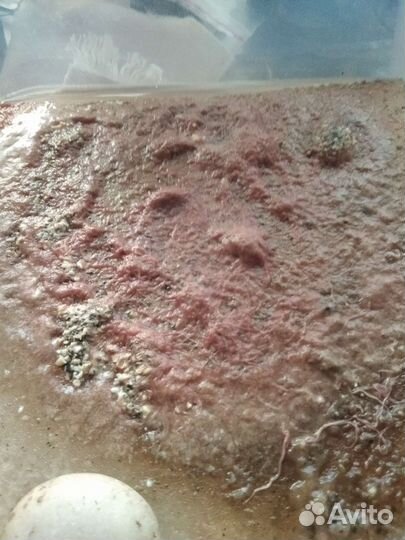 Трубочник изя