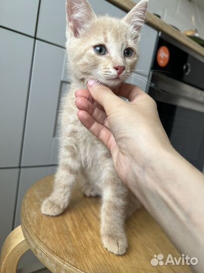 Котенок Персик в добрые руки