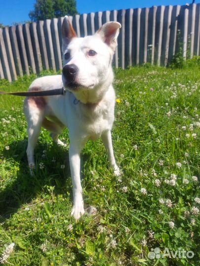 Комфортная и умная собака ищет дом