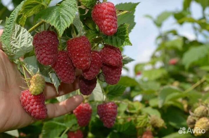 Саженцы малины, Нижегородец,Челябинская,Патриция