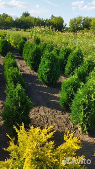 Туя Брабант