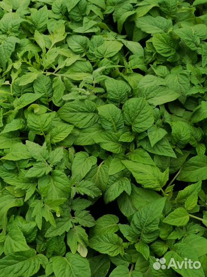 Рассада помидор, перца, баклажанов, базилика