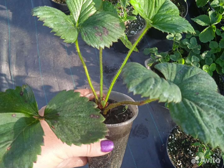 Рассада клубники