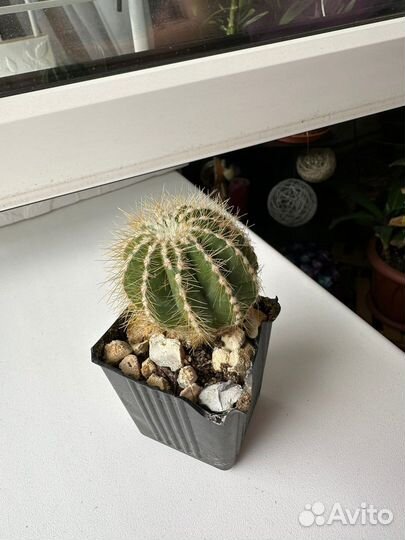 Кактус, мамилярии