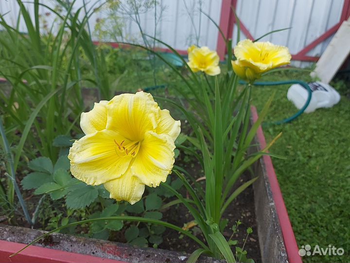 Лилейник желтый