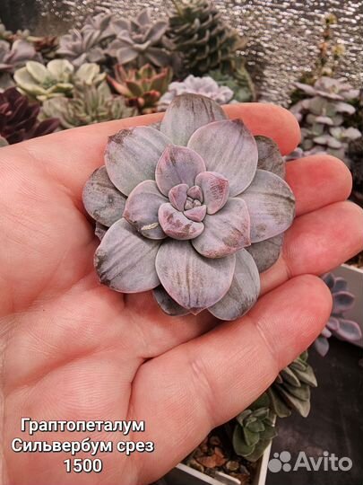 Эхиверии суккуленты