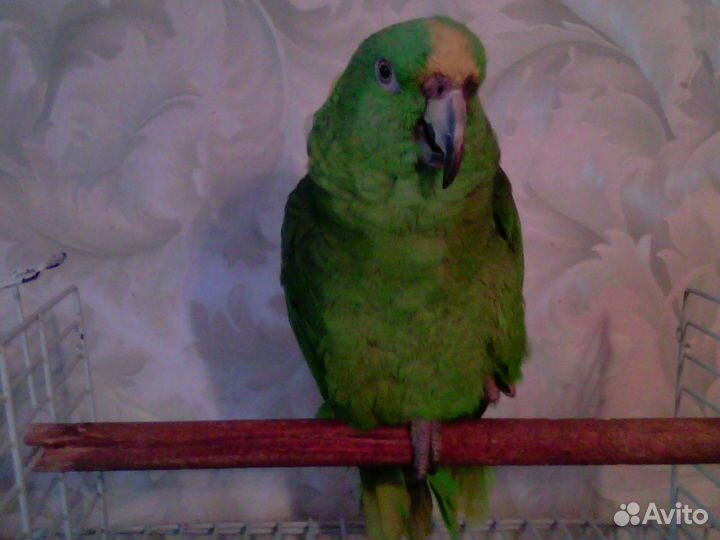Попугай амазон