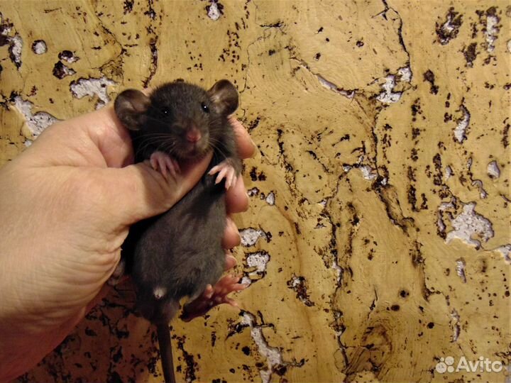 Крысы, крысята дамбо, микки - маусы, клетки, корм