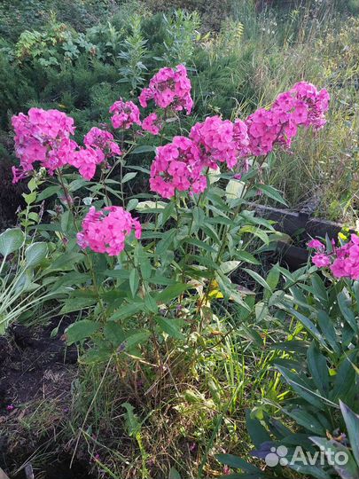 Флоксы многолетние