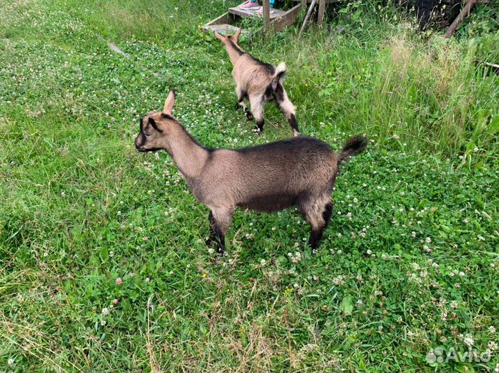 Коза и козлята