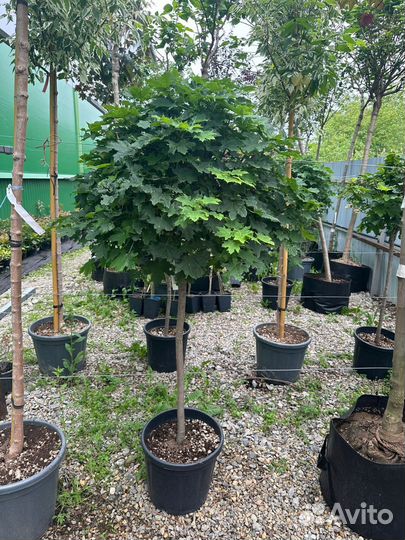 Катальпа Клён Боярышник