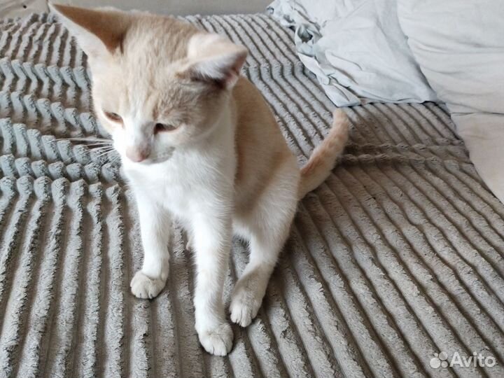 Котята в дар