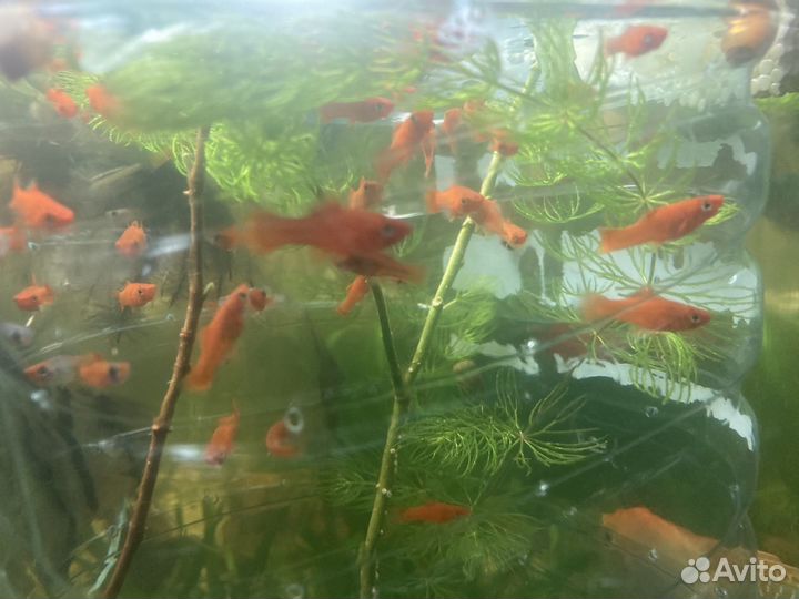 Рыба меченосцы