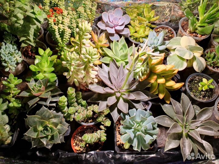 Суккуленты