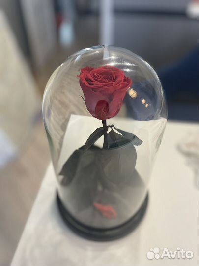 Вечная роза в колбе