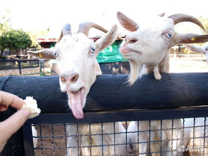 Коза дойная