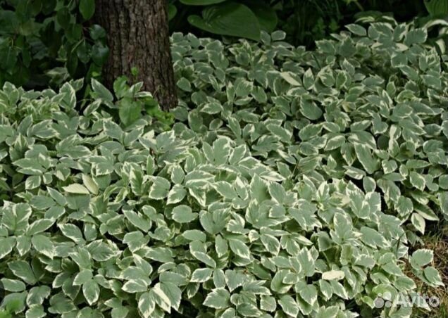 Сныть декоративная