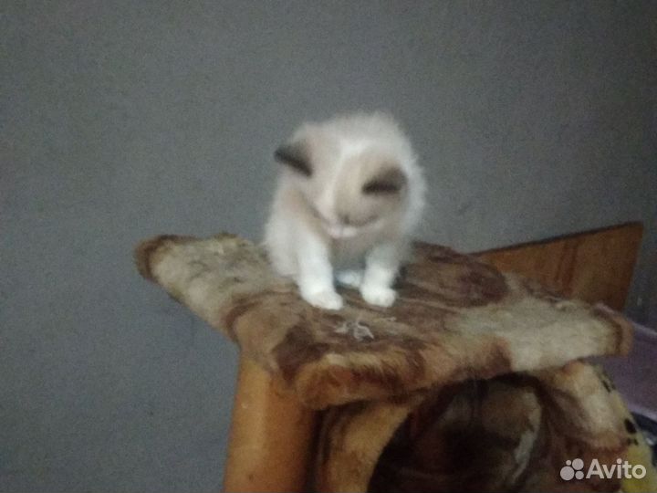 Котята