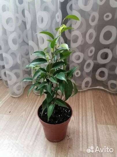 Фикус мелколистный