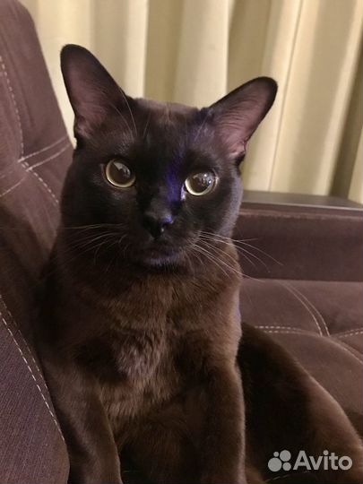 Коты на вязку