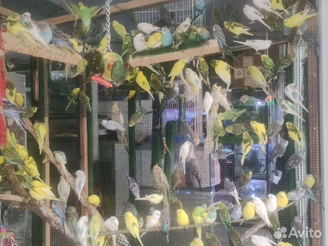 Волнистый попугай