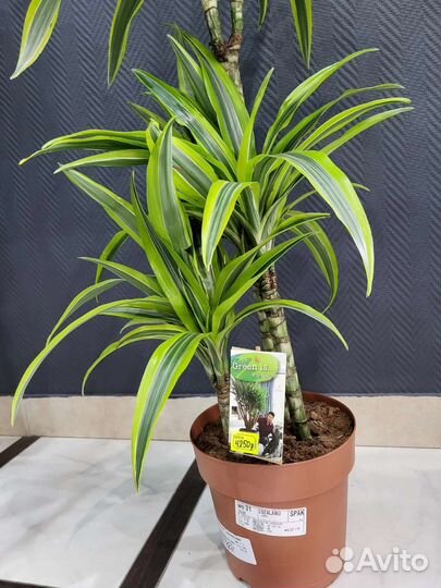 Драцена Lemon Lime