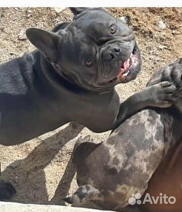 Французский бульдог