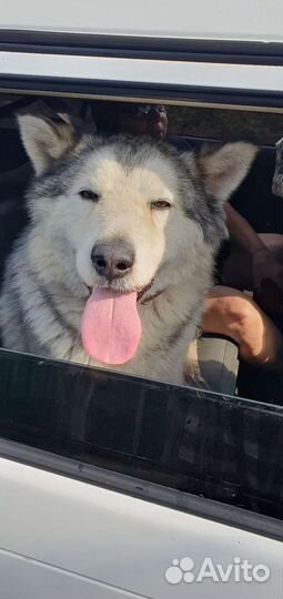 Аляскинский маламут