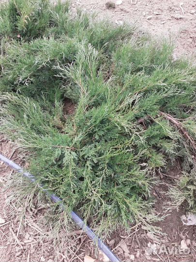 Можжевельник